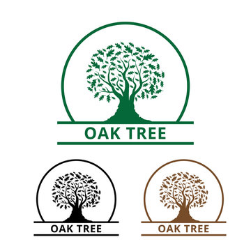 oak tree, oak tree logo, winter oak, fall oak, seasons, summer oak, business, acorn
