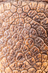 Armadillo skin closeup