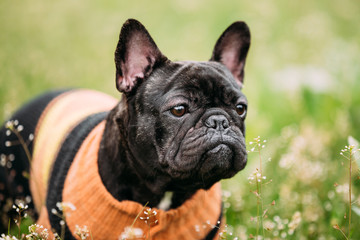 Young Black French Bulldog Dog In Green Grass