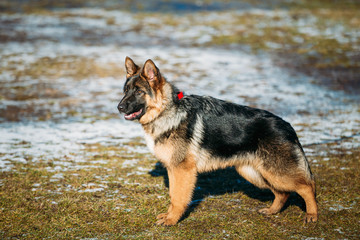 Beautiful Young Brown German Shepherd Puppy Dog Staying