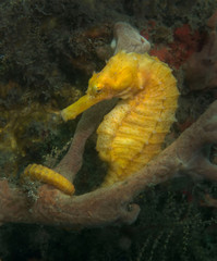Lined Seahorse