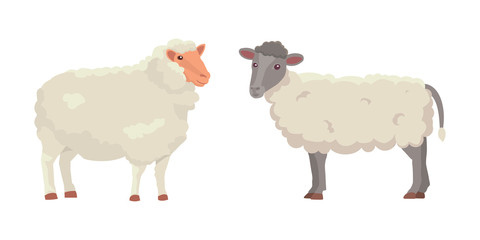 Obraz na płótnie Canvas Vector set Cute Sheep and Ram isolated retro illustration. Standing Sheeps silhouette on white. Farm fanny milk young animals