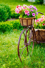 Fototapeta na wymiar Decorative Vintage Model Old Bicycle Equipped Basket Flowers Garden