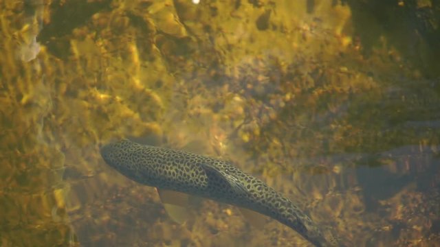Under water shot of Brown trout swimming around a natural stream. The light catches them to show why they are called Brown trout.