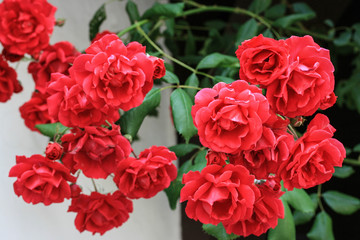 Red Roses