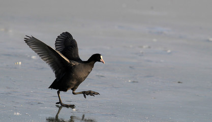 The Eurasian coot ( Fulica atra ) walking on the ice of a frozen river Danube, in Belgrade, Zemun, Serbia.