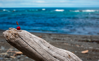 Cherry on dead wood in beach