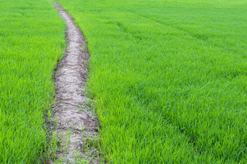 Rice leaves on the ground.