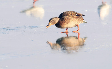 The female wild duck (Anas platyrhynchos) walking on the ice of a frozen river Danube,in Belgrade,Zemun,Serbia.