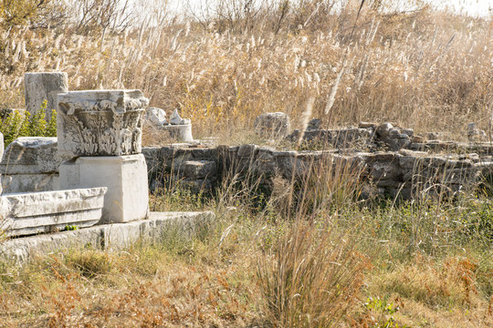 reed in ancient ruin
