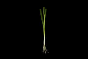 Green Onion isolated in a black background