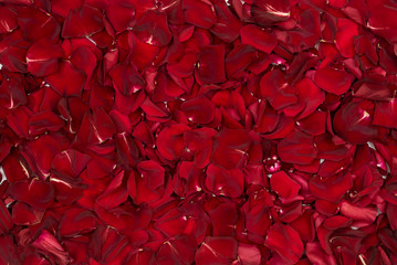 A background made of rose petals