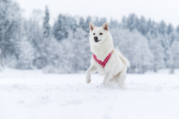 Hellbeiger Islandhund im Schnee mit rotem Geschirr