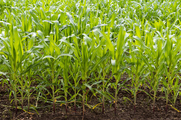 Obraz premium Crops of corn leaves.