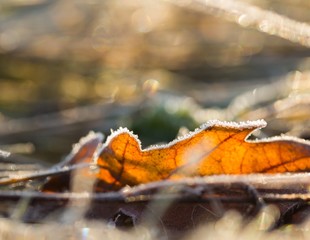 Fallen leaf macro.