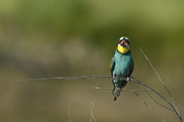 rufender Bienenfresser (Merops apiaster) 
