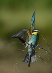 auf einem Ast landender Bienenfresser (Merops apiaster)