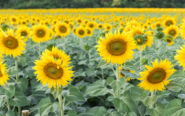 Fototapeta premium beautiful blooming sunflower field