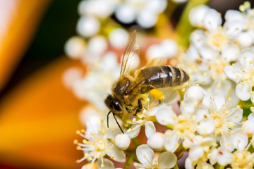 sorting the nectar