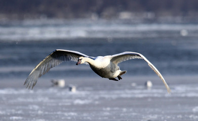 Mute Swan flying over the ice covered River Danube at Zemun in the Belgrade Serbia.