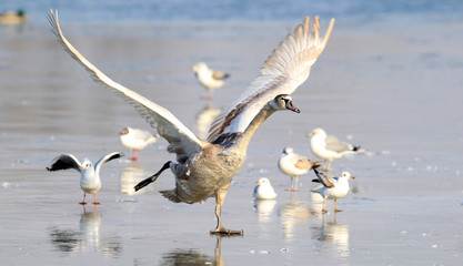 Swan landing on the ice of a frozen river Danube, in Belgrade, Zemun, Serbia.