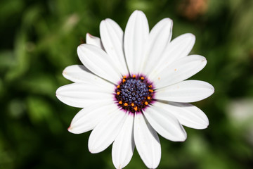 Pretty White Flower