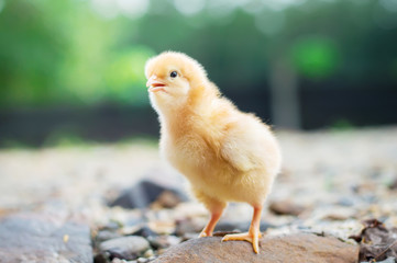 A little chicken in garden