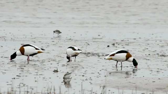Common Shelduck - Shelducks from Dawlish Warren, England