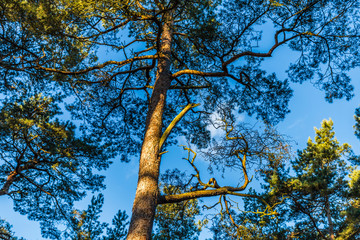 Kiefernwald auf rügen