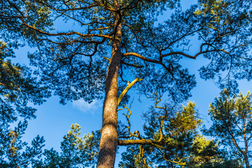 Kiefernwald auf rügen
