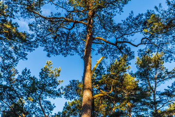 Kiefernwald auf r&uuml;gen