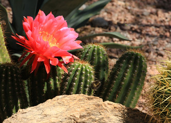 Cactus Flower
