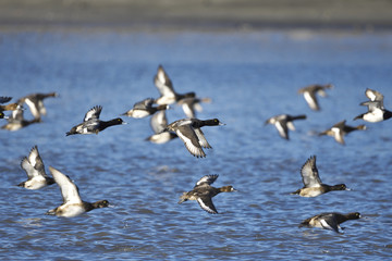 スズガモ飛翔(Greater Scaup)