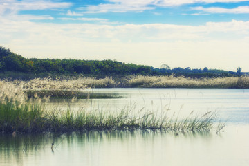 Cross process river and dry grass