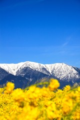 Fototapeta premium 菜の花と雪山