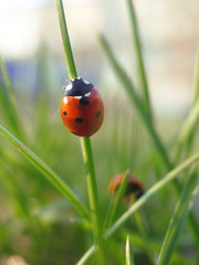 red ladybug on fresh green grass