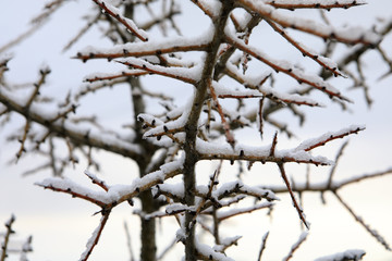 Frozen Branches