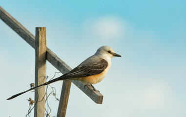 Scissor-tailed Flycatcher sitting on a stick against spring sky