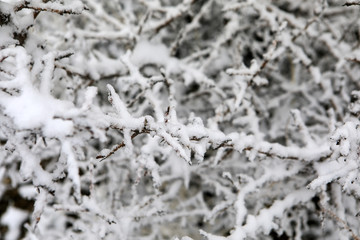 Frozen Branches