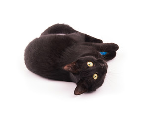 Black cat holding a blue ball in her paws, looking at the viewer playfully, on white