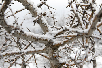 Frozen Branches