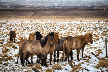 Fototapeta na wymiar Icelandic Horses in a Field