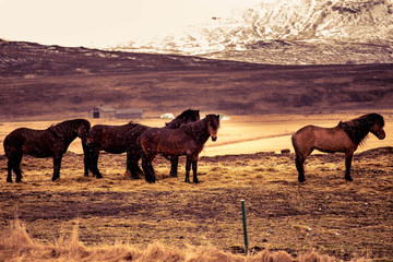 Icelandic Horses in Snow