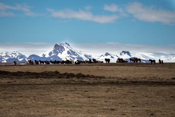 Icleandic Horses on the Horizon
