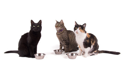 Three cats sitting next to their food bowls, looking up; on white