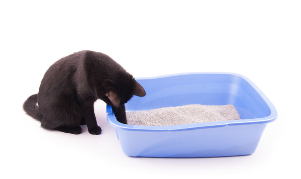 Black Cat Playing With Sand In Her Litter Box, On White