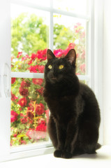 Black cat sitting at a white window with roses behind her, with a softening sunlight filter