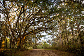 Fototapeta na wymiar Tallahassee Trees