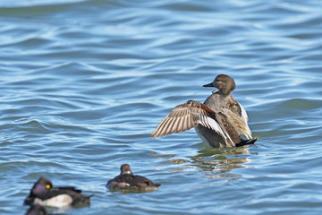 オカヨシガモ(Gadwall)