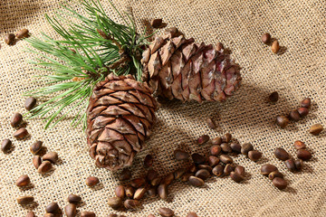 Siberian Pine nuts and pine branches